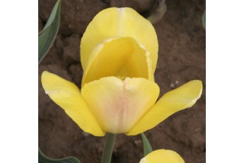 GOLD WEST